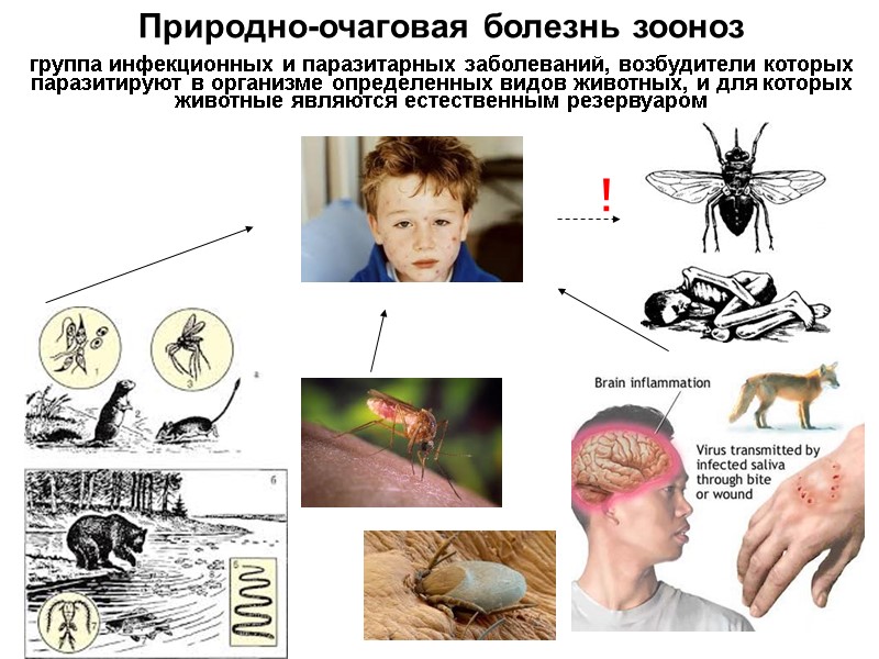Природно-очаговая болезнь зооноз группа инфекционных и паразитарных заболеваний, возбудители которых паразитируют в организме определенных